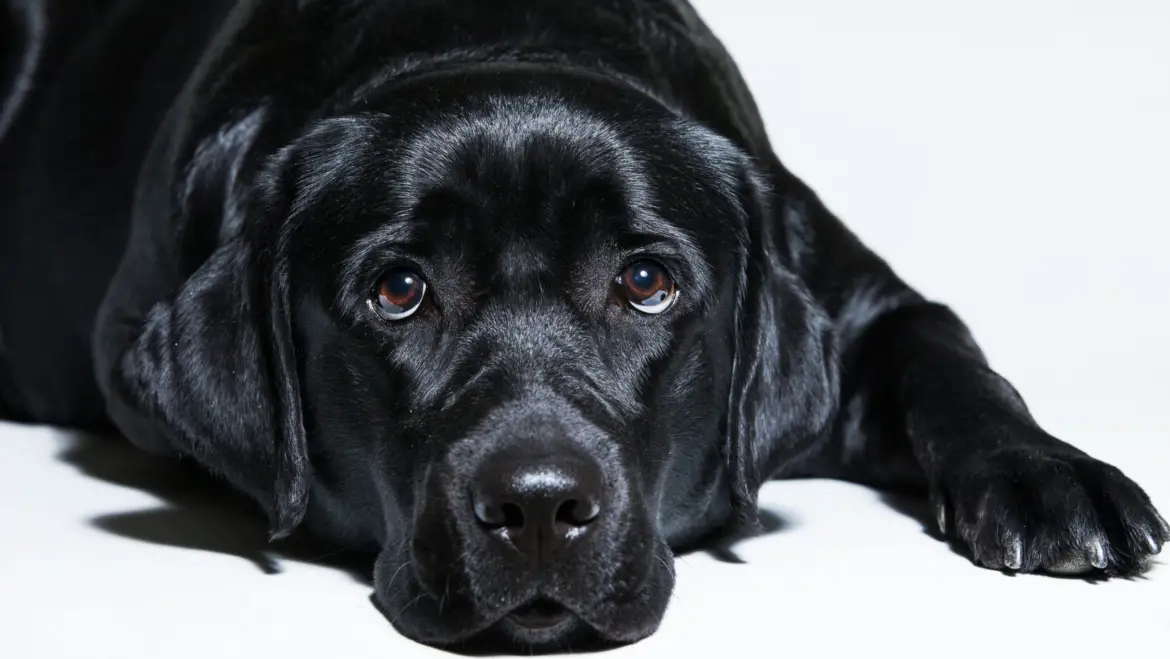 The Black Labrador: A Guide to the Breed Characteristics