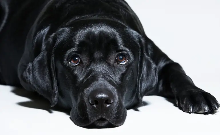 The Black Labrador: A Guide to the Breed Characteristics