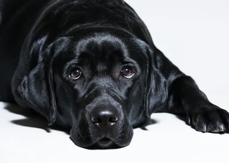 The Black Labrador: A Guide to the Breed Characteristics