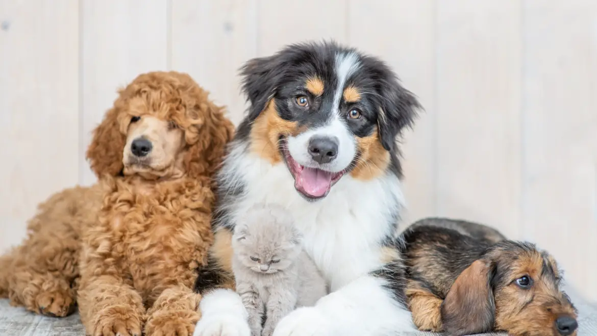 Top 10 Most Friendly Dog Breeds Perfect for First-Time Pet Owners