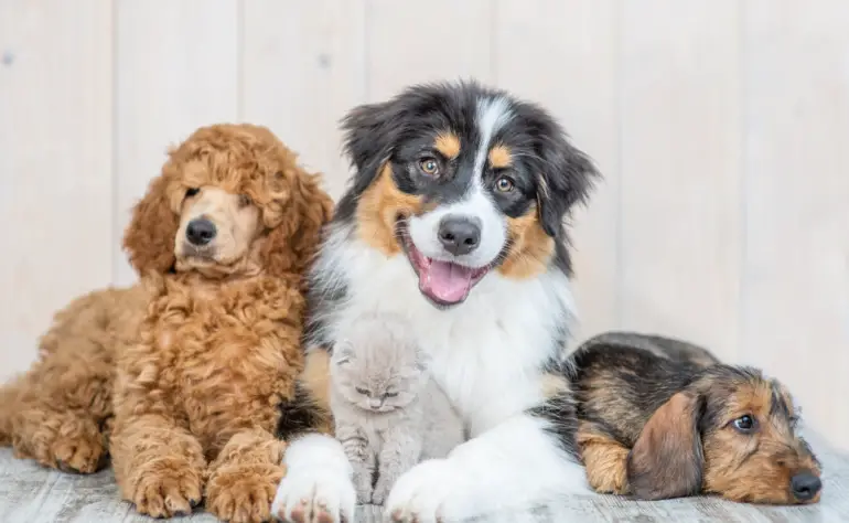 Top 10 Most Friendly Dog Breeds Perfect for First-Time Pet Owners