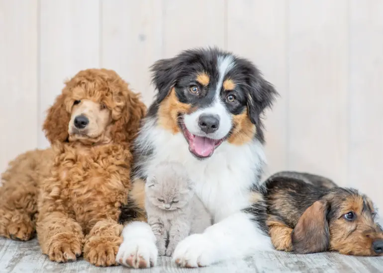 Top 10 Most Friendly Dog Breeds Perfect for First-Time Pet Owners