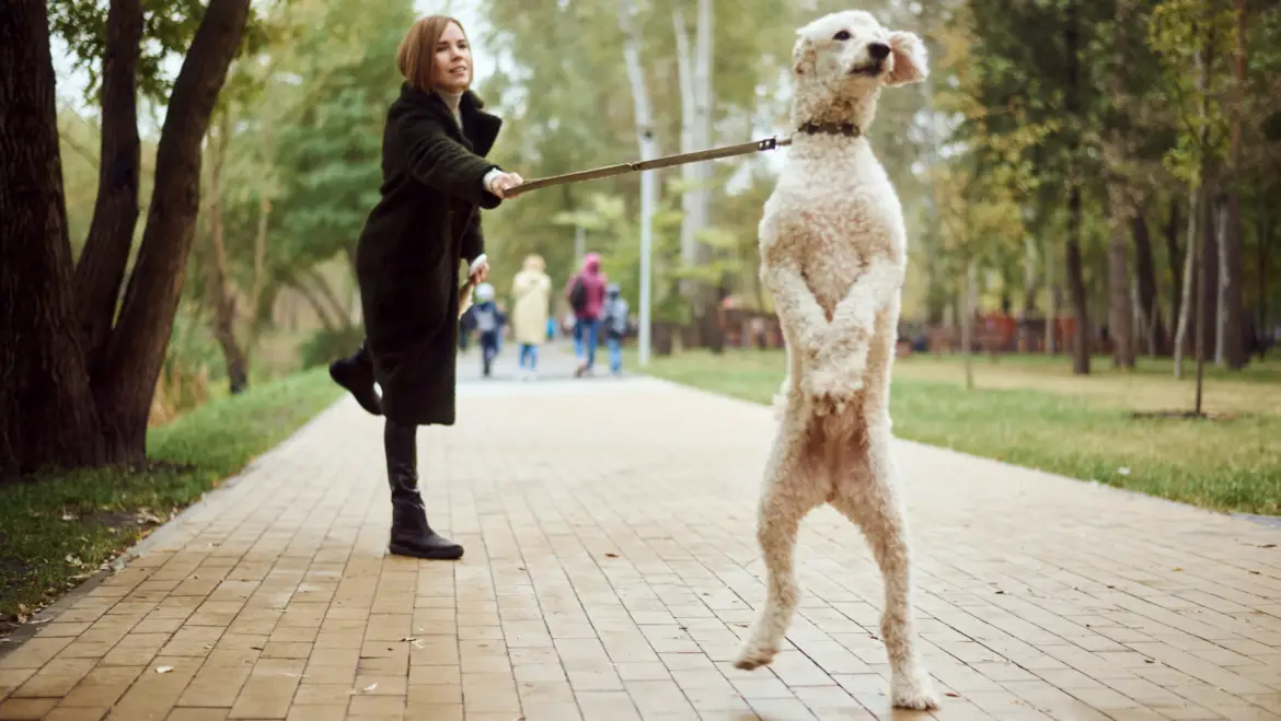 Living with a Leash-Aggressive Dog: Coping Strategies and Support Resources