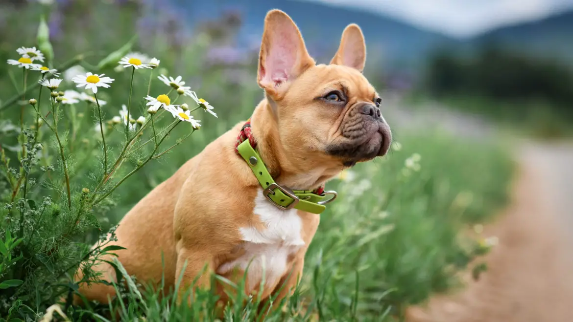 From Food to Exercise: Tips for Keeping Your Pooch Healthy and Happy