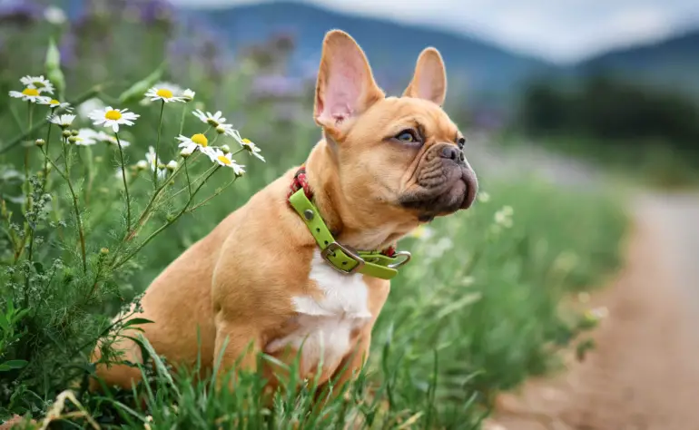 From Food to Exercise: Tips for Keeping Your Pooch Healthy and Happy