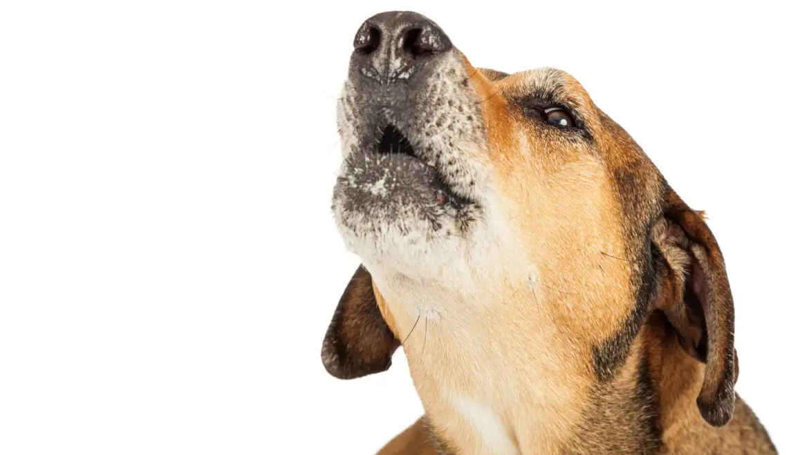 Silencing the Bark: Understanding Why Dogs Bark and How to Prevent It