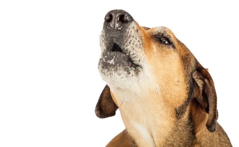 Silencing the Bark: Understanding Why Dogs Bark and How to Prevent It