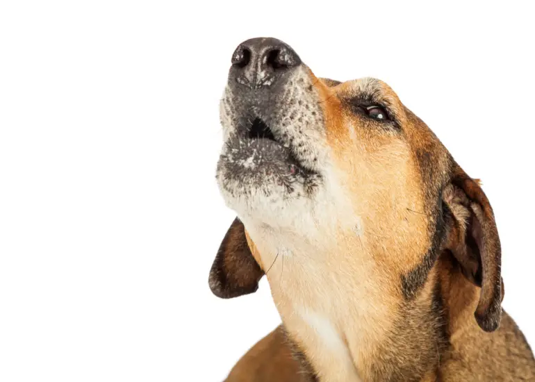 Silencing the Bark: Understanding Why Dogs Bark and How to Prevent It