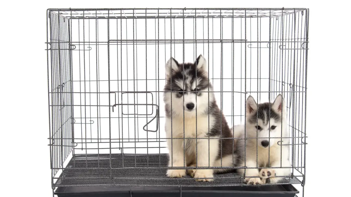 The Benefits of Crate Training for You and Your Dog