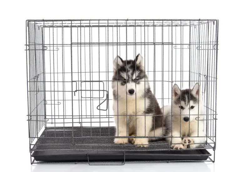 The Benefits of Crate Training for You and Your Dog