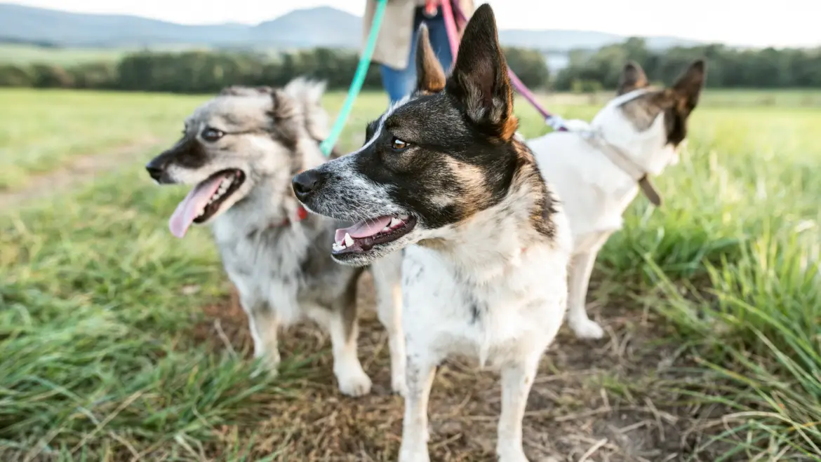 5 Reasons Why Your Dog May Be Afraid to Go on Walks