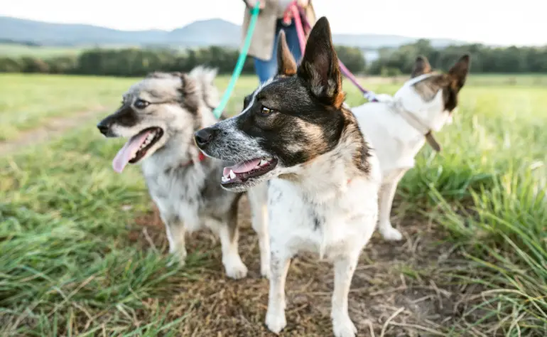 5 Reasons Why Your Dog May Be Afraid to Go on Walks