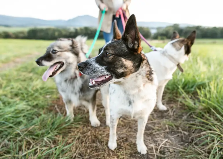 5 Reasons Why Your Dog May Be Afraid to Go on Walks