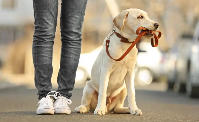 Mastering Off-Leash Walking: Expert Advice for Training Your Canine Companion