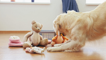 Golden Retriever Approved: The Best Toys for your Furry Companion