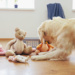 Golden Retriever Approved: The Best Toys for your Furry Companion