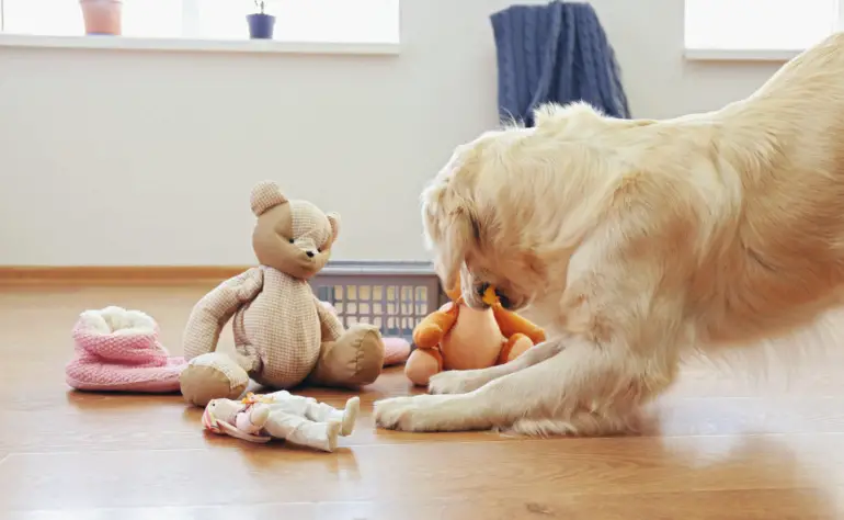 Golden Retriever Approved: The Best Toys for your Furry Companion