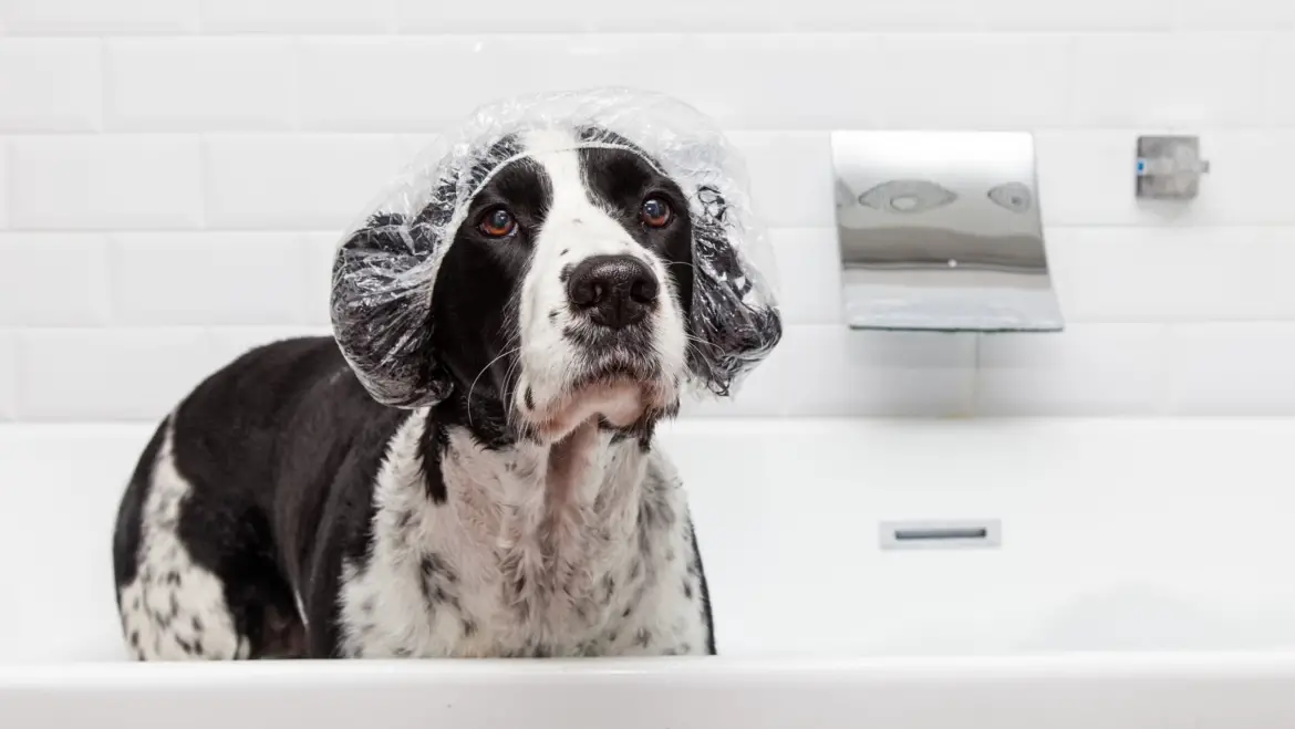 Canine Cleanliness: How Often Should You Bathe Your Dog?