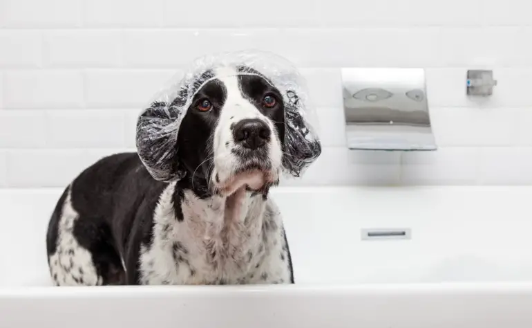 Canine Cleanliness: How Often Should You Bathe Your Dog?