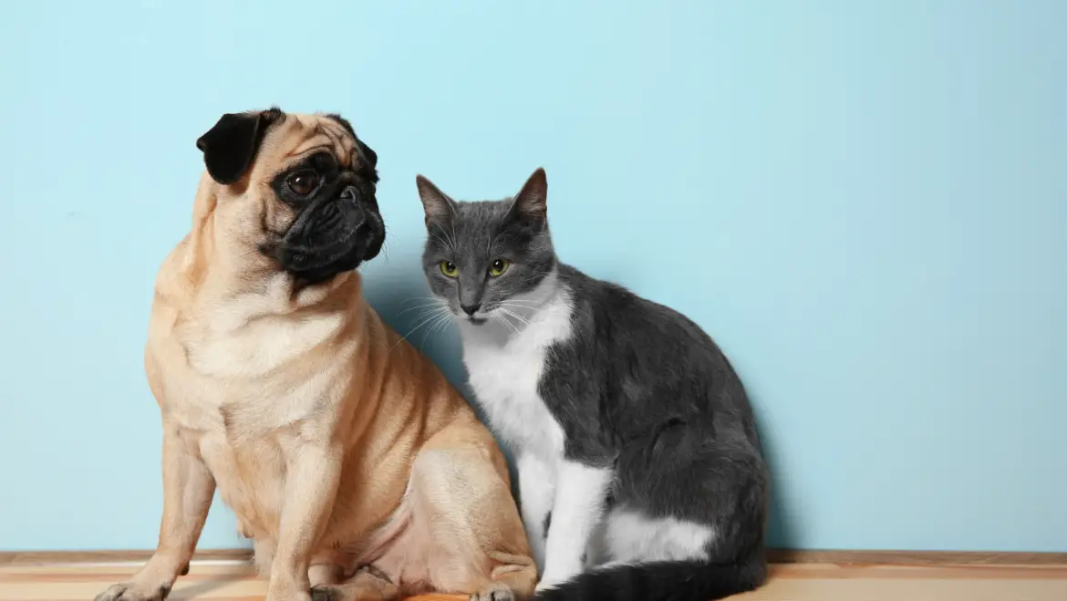 The Purrrfect Relationship: Steps for Training Your Dog to Love Your Cat