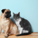 The Purrrfect Relationship: Steps for Training Your Dog to Love Your Cat