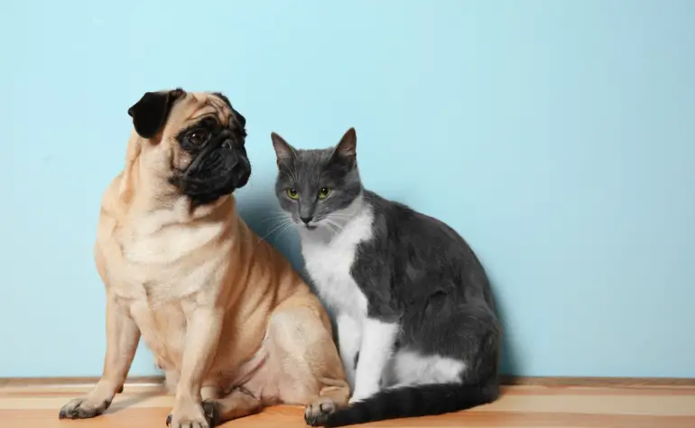 The Purrrfect Relationship: Steps for Training Your Dog to Love Your Cat