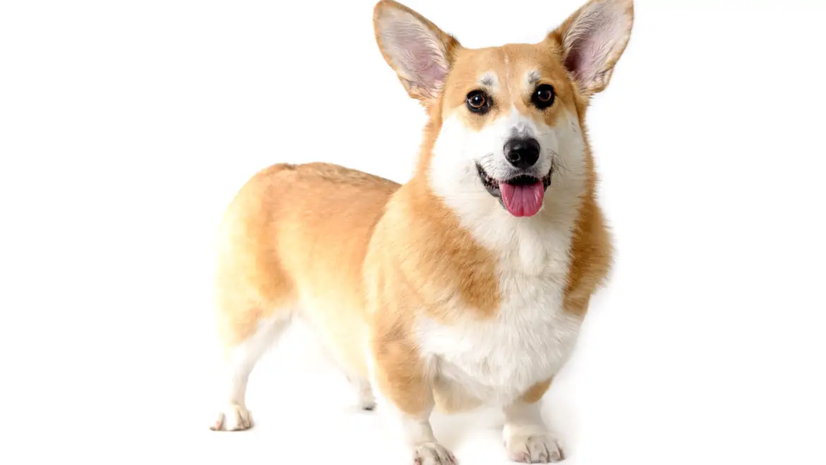 The Welsh Corgi: A Loyal and Loving Canine Companion