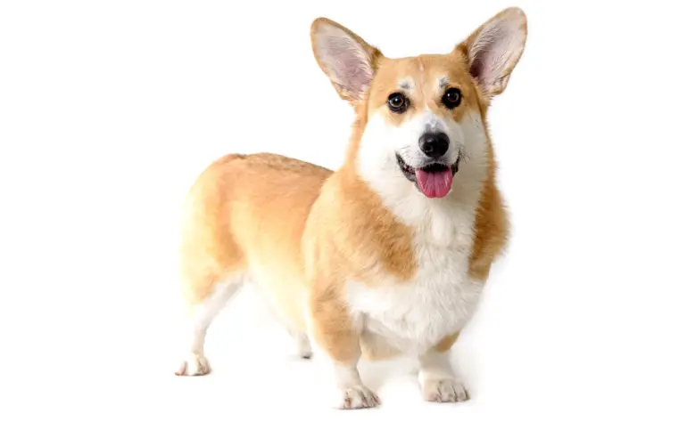 The Welsh Corgi: A Loyal and Loving Canine Companion