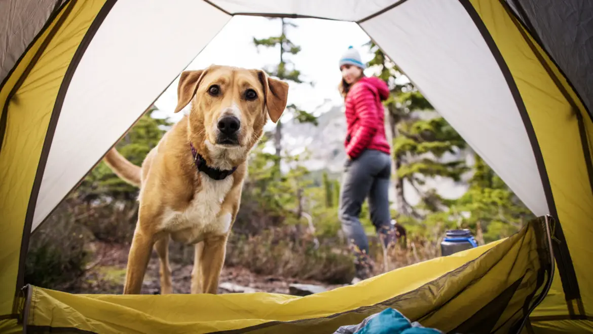 The Ultimate Guide to Taking Your Dog Camping: Tips and Tricks