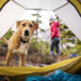 The Ultimate Guide to Taking Your Dog Camping: Tips and Tricks