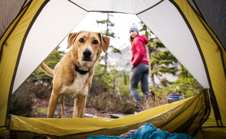 The Ultimate Guide to Taking Your Dog Camping: Tips and Tricks