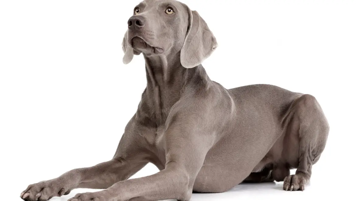 Weimaraners and Kids: How this Breed Excels as a Playful Companion