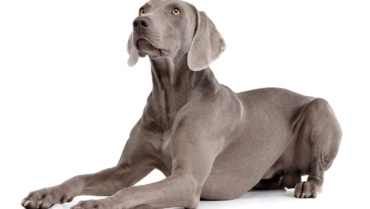 Weimaraners and Kids: How this Breed Excels as a Playful Companion