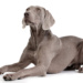 Weimaraners and Kids: How this Breed Excels as a Playful Companion