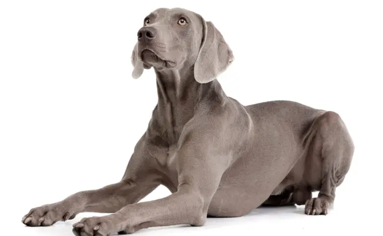 Weimaraners and Kids: How this Breed Excels as a Playful Companion