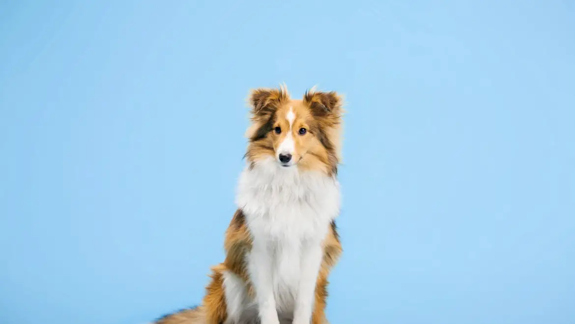 The unique personality traits that make the Shetland Sheepdog a standout breed