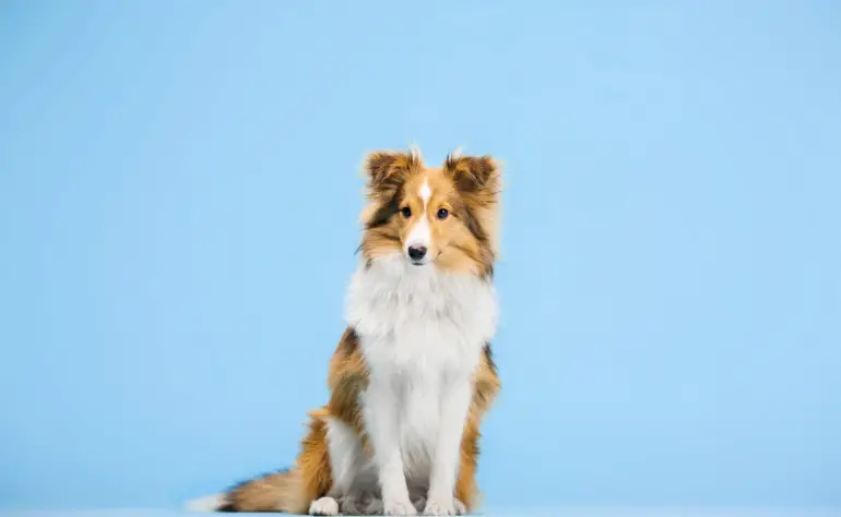 The unique personality traits that make the Shetland Sheepdog a standout breed