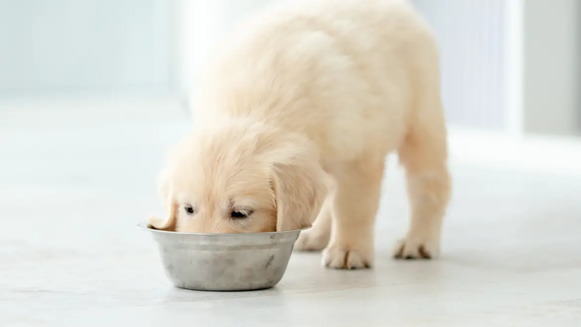 Avoiding Common Puppy Feeding Mistakes: Tips from Veterinarians