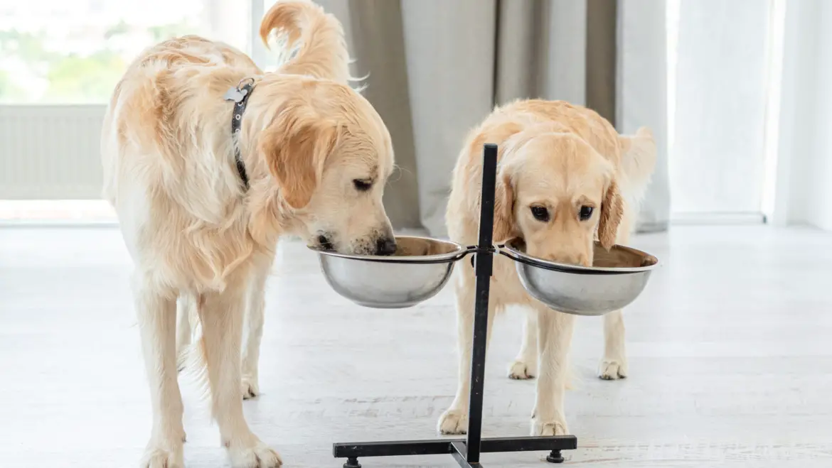 Expert Advice on How Elevated Feeding Bowls can Improve Your Arthritic Dog’s Quality of Life