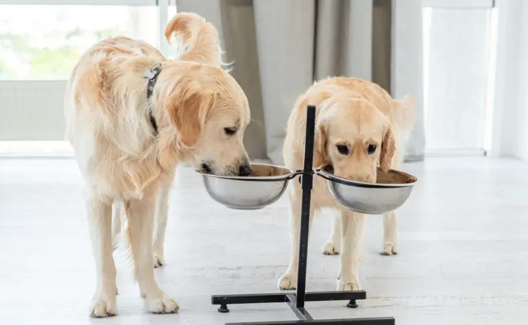 Expert Advice on How Elevated Feeding Bowls can Improve Your Arthritic Dog’s Quality of Life