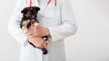 Puppy Vaccinations 101: A Guide for New Pet Owners