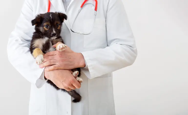 Puppy Vaccinations 101: A Guide for New Pet Owners