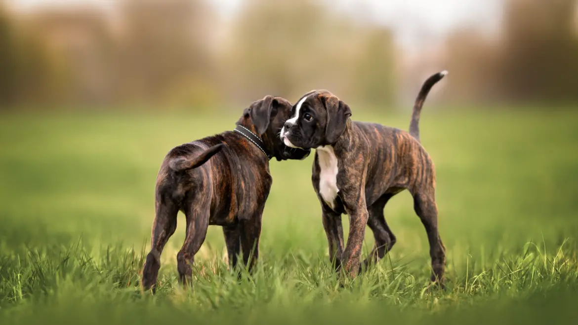 The Importance of Socialization: How to ensure your dog is never lonely again