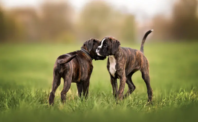 The Importance of Socialization: How to ensure your dog is never lonely again